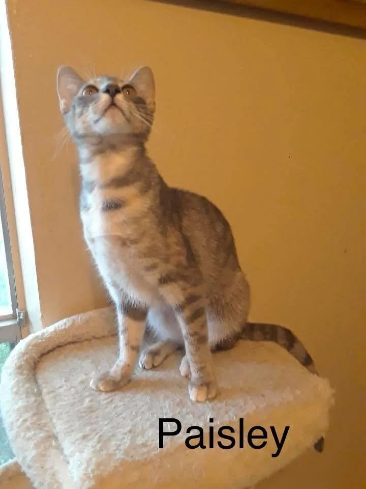An adult medium-sized female Domestic Short Hair cat named Paisley for adoption in Dallas, TX
