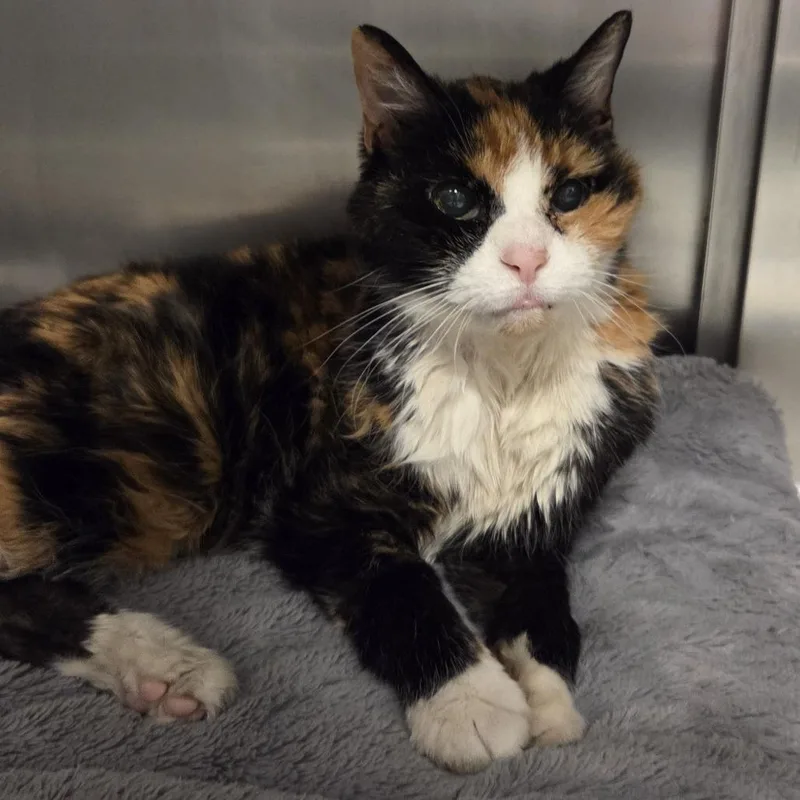 A senior medium-sized female Calico Domestic Short Hair cat named Agatha for adoption in Hinsdale, IL