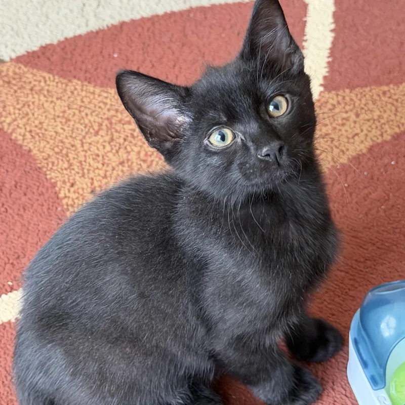 A baby medium-sized male Black Domestic Short Hair cat named Beemer for adoption in Duluth, GA