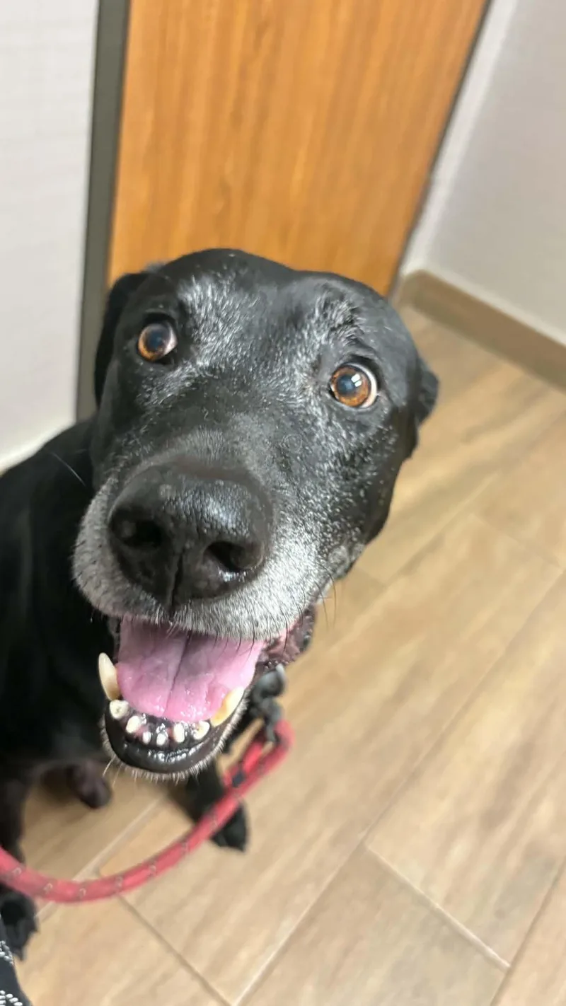 A senior large-sized male Black Labrador Retriever dog named Eli for adoption in Hockley, TX