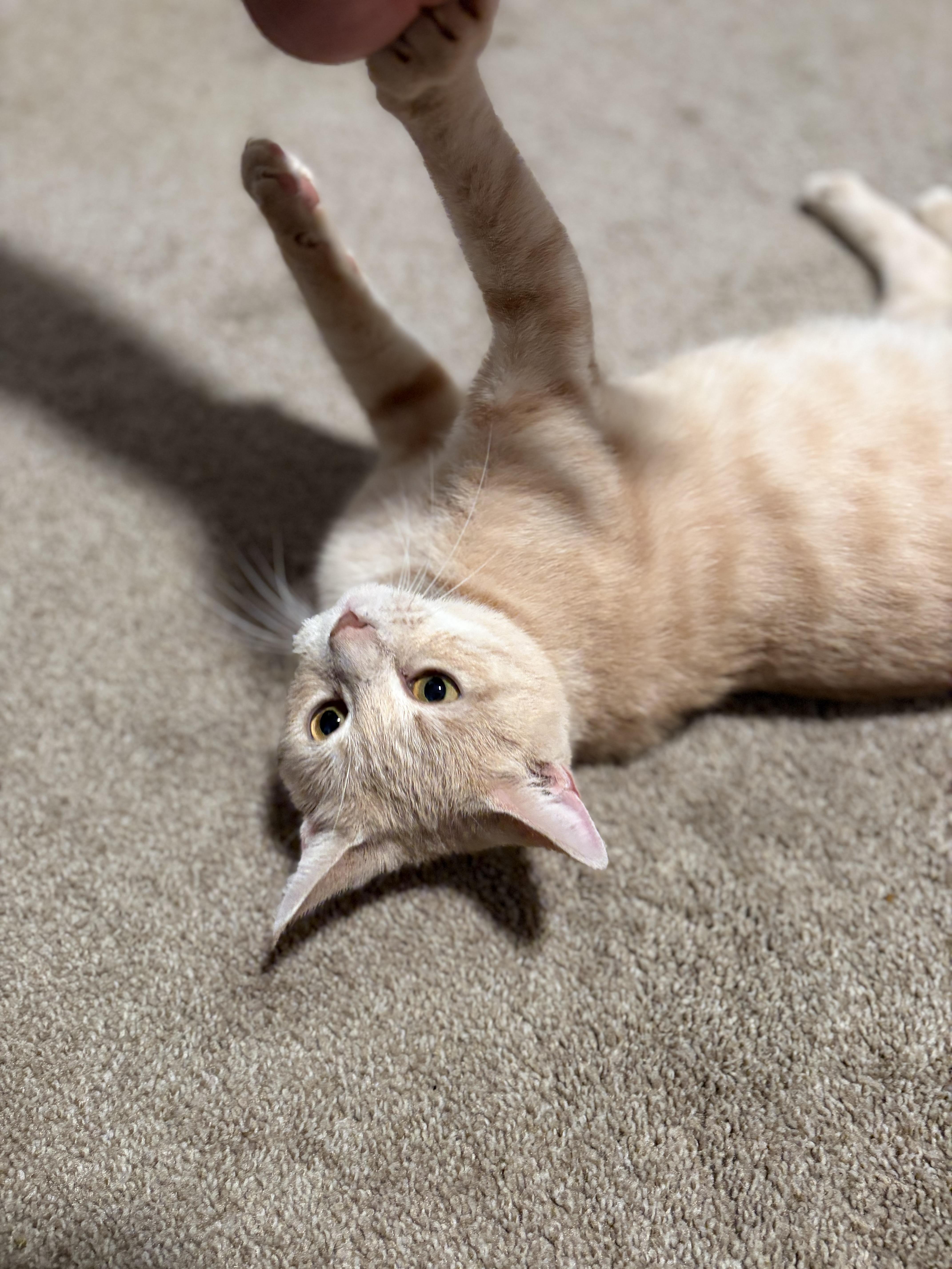 An adult medium-sized female Domestic Short Hair cat named Brie for adoption in Mechanicsburg, PA