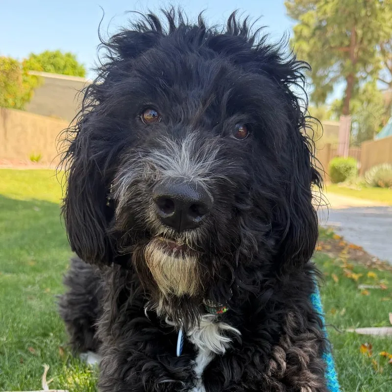An adult medium-sized male Black Standard Poodle dog named Benjamin for adoption in Apache Junction, AZ