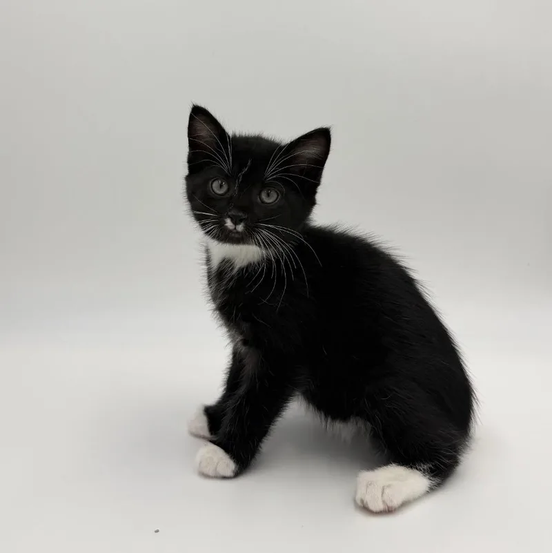 A baby medium-sized female Domestic Short Hair cat named Blaze for adoption in State College, PA