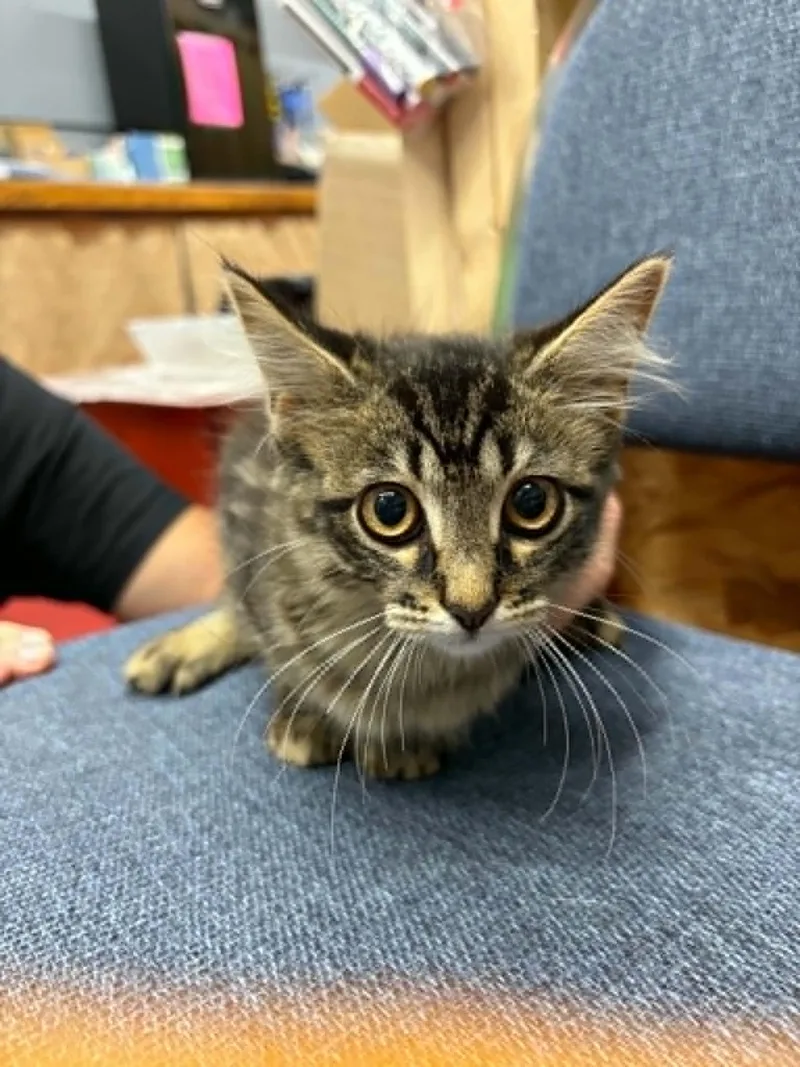 A baby small-sized female Domestic Medium Hair cat named Birdie for adoption in Mexico, MO