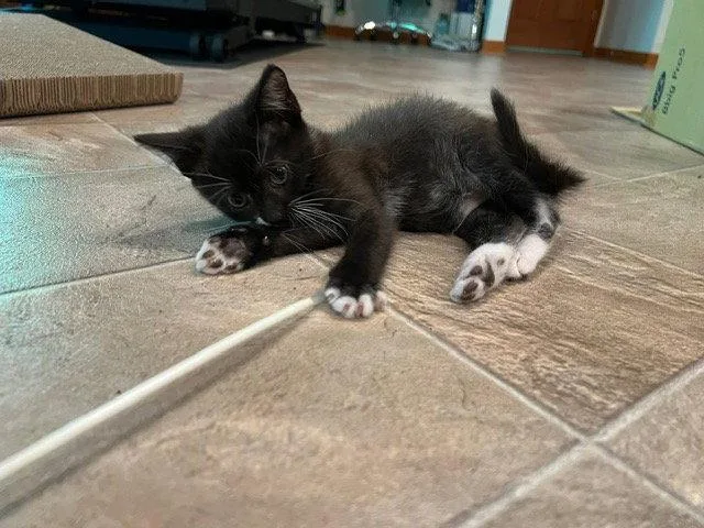 A baby small-sized male Tuxedo cat named Rhysand for adoption in Lovingston, VA