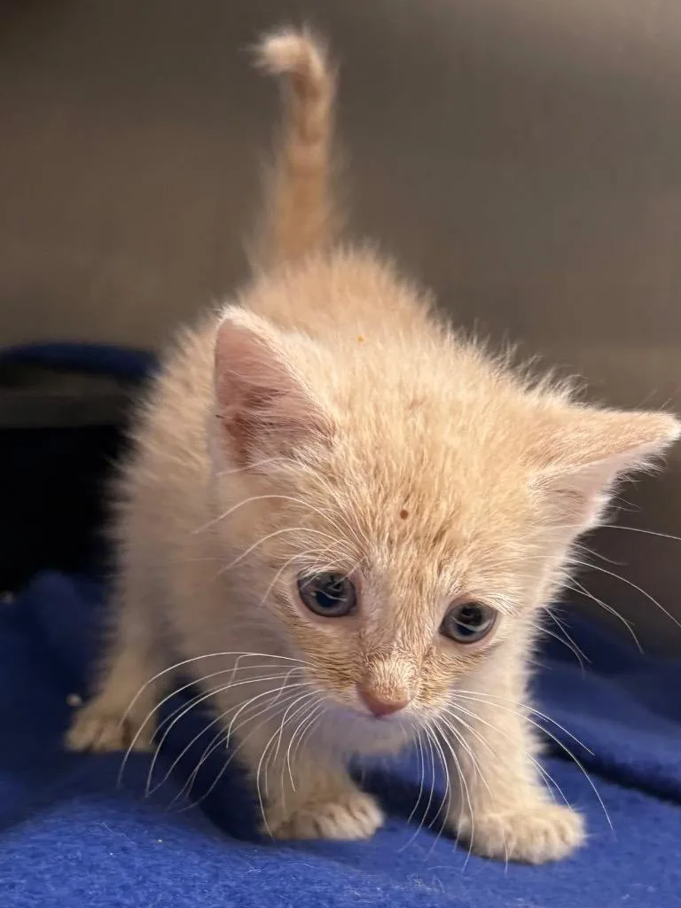 A baby medium-sized male Domestic Short Hair cat named Perran  Ac  for adoption in Greeneville, TN
