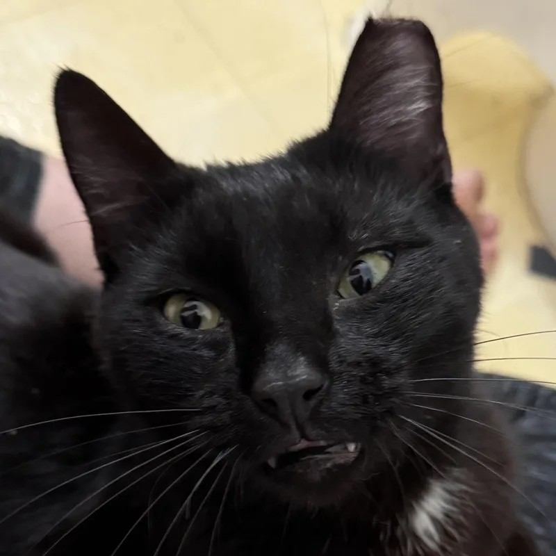 An adult medium-sized male Black Domestic Short Hair cat named Vincent for adoption in Santa Ana, CA