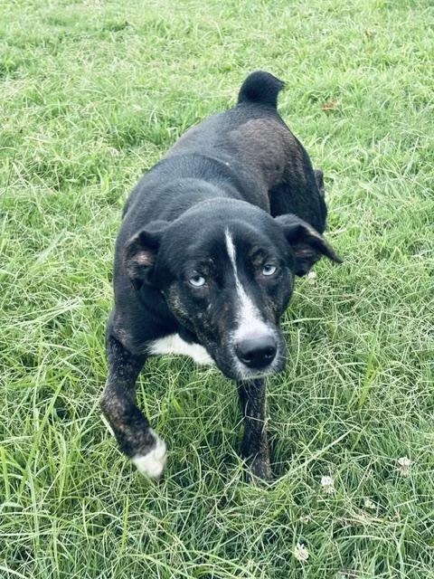 A young medium-sized male Black Cattle Dog dog named Lynn for adoption in Huntsville, AL