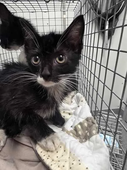 A baby small-sized male Domestic Short Hair cat named Blackbeard for adoption in Sevierville, TN