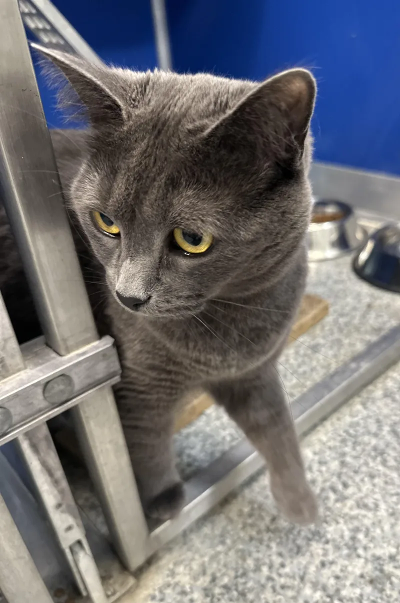 A young medium-sized female Gray / Blue / Silver Domestic Short Hair cat named Molly for adoption in Manassas, VA
