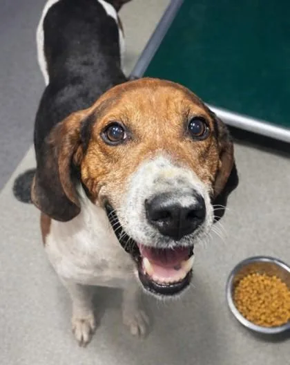 An adult small-sized male Treeing Walker Coonhound dog named Boone for adoption in Beatrice, NE
