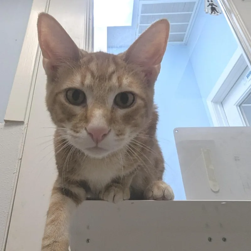 A baby small-sized male Orange / Red Domestic Short Hair cat named Kevin Hadley for adoption in Winchester, TN