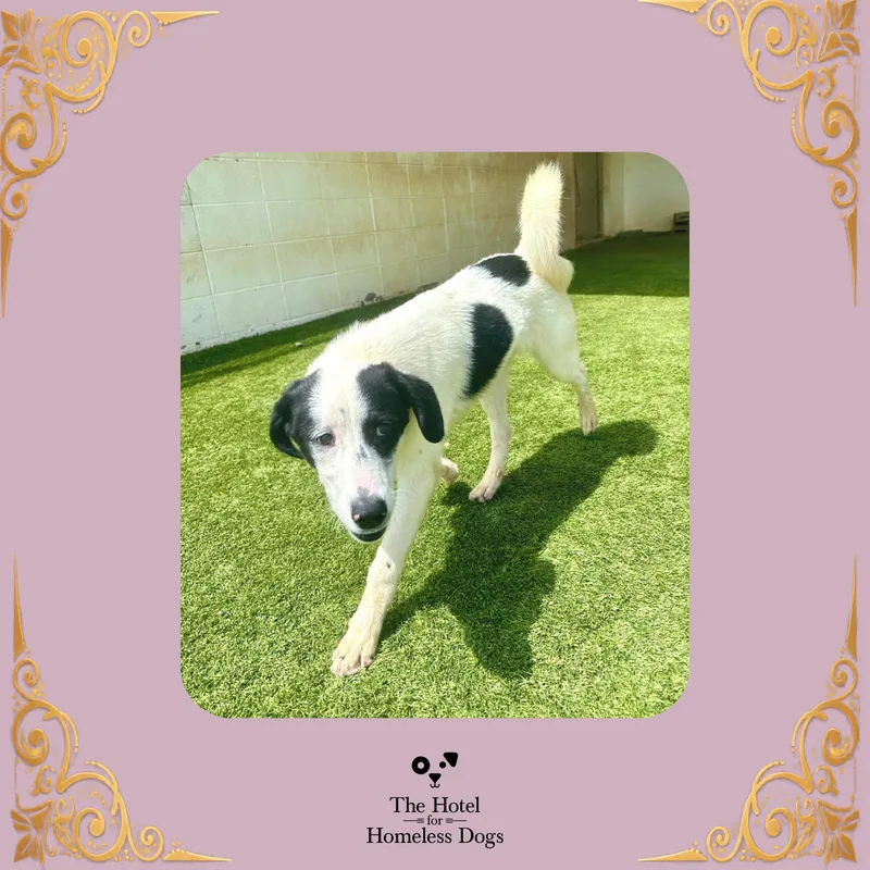 A young medium-sized female Great Pyrenees dog named Tilly for adoption in Cumberland, RI