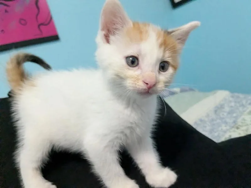 A young small-sized female Domestic Short Hair cat named Patsy for adoption in Yankton, SD