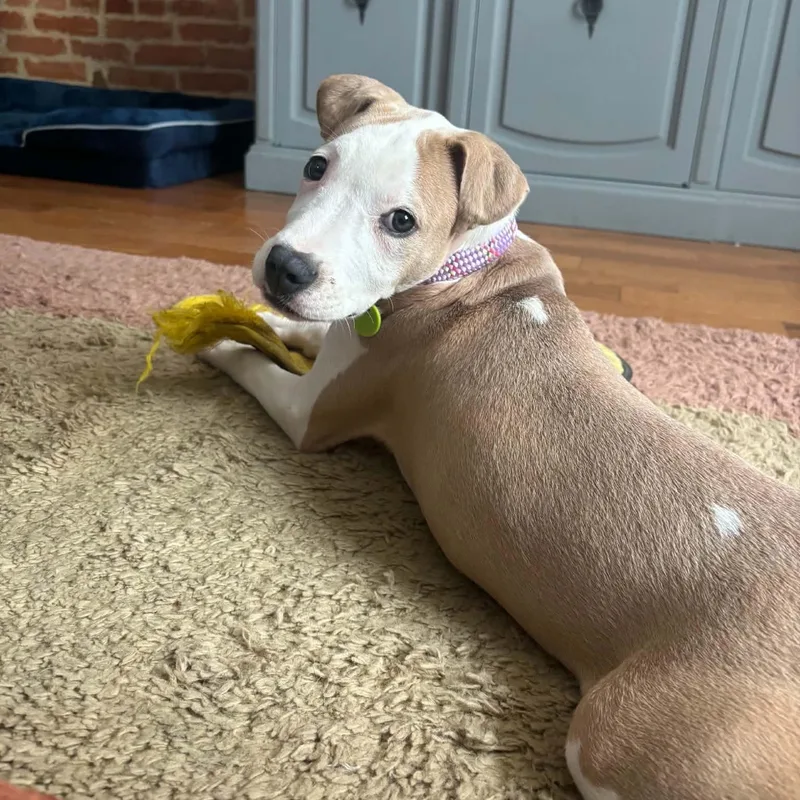 A baby medium-sized female Pit Bull Terrier dog named Primrose for adoption in Baltimore, MD