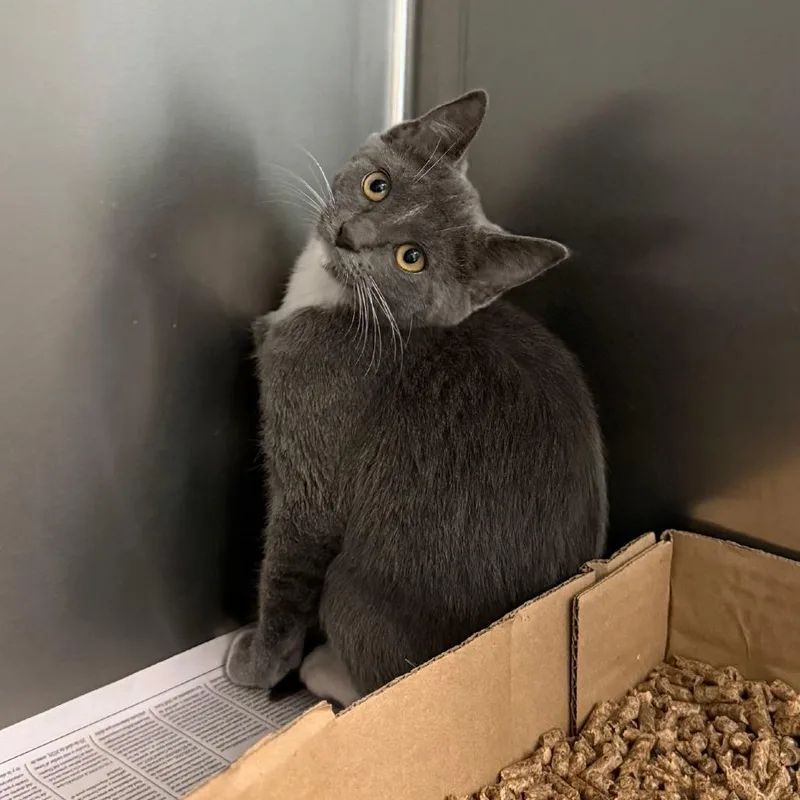 A baby small-sized female Gray / Blue / Silver Domestic Short Hair cat named Goose for adoption in Marshall, VA