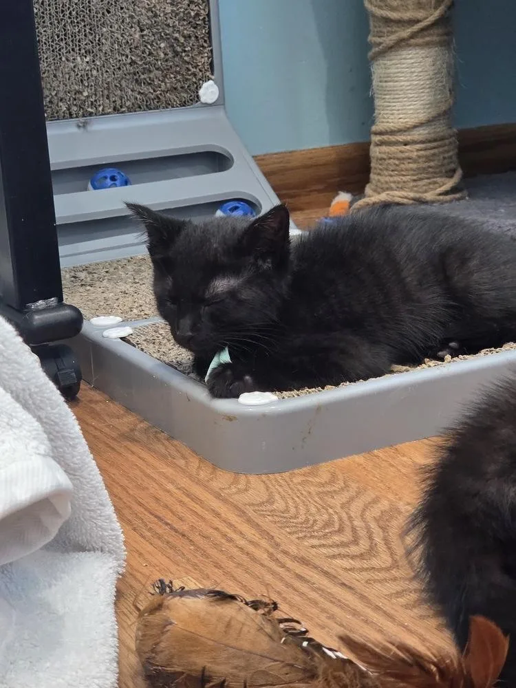 A baby small-sized female Domestic Short Hair cat named Avalon for adoption in Chicago, IL