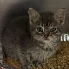 A baby small-sized male Domestic Short Hair cat named Bugatti for adoption in Cumming, GA