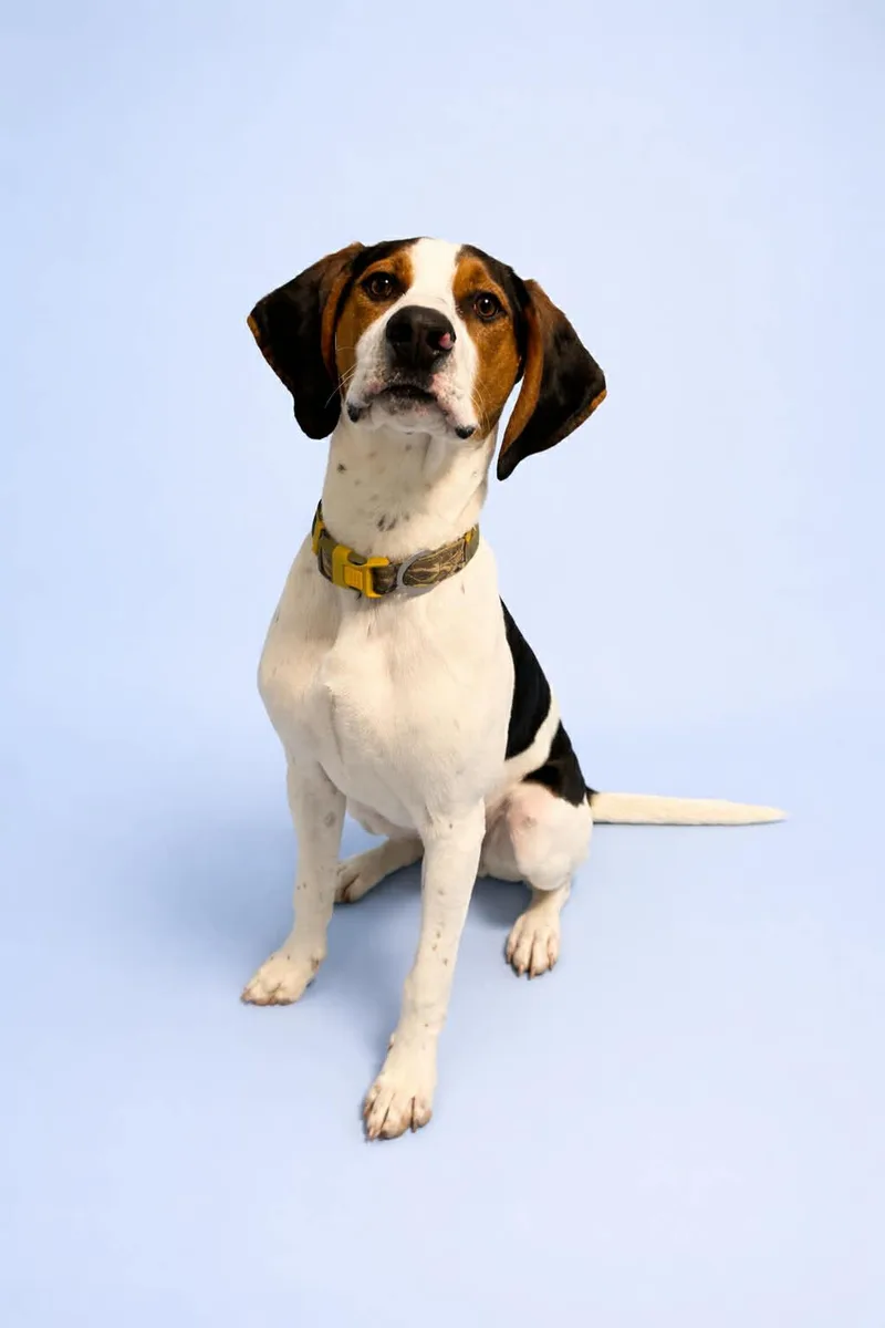 A young medium-sized male Hound dog named Floppy for adoption in Salt Lake City, UT