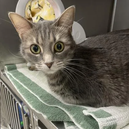 Nala Stomps thumbnail 2