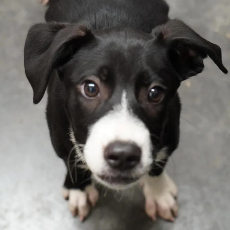 A baby small-sized female Black Labrador Retriever dog named Petunia for adoption in Evensville, TN