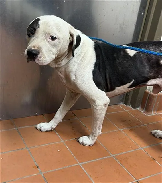 A young large-sized male Pit Bull Terrier dog named A for adoption in Camarillo, CA