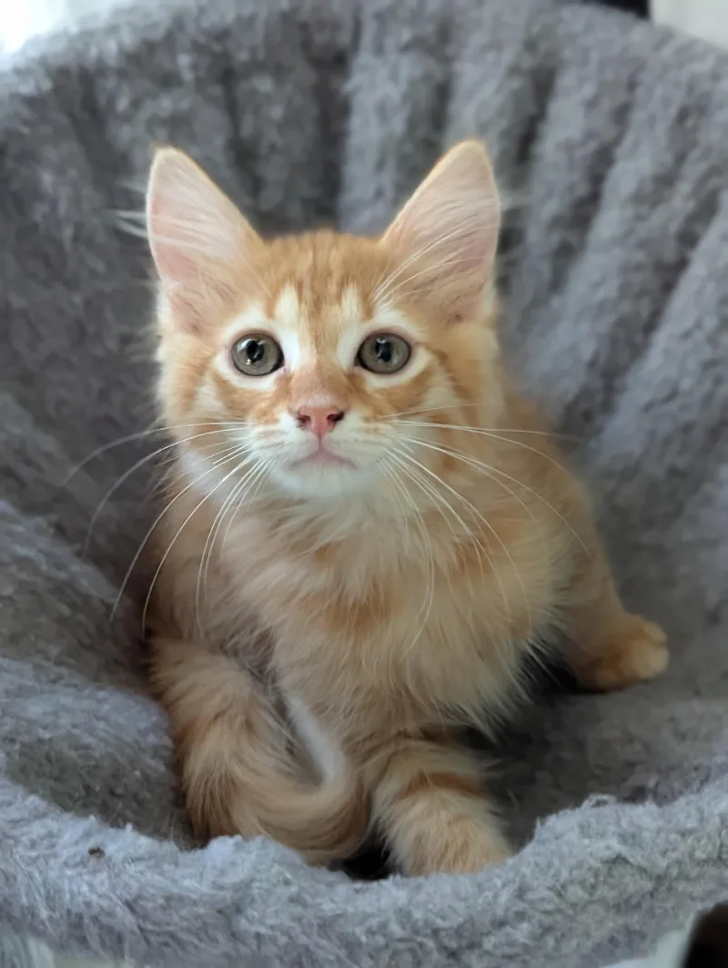 A baby medium-sized male Tabby (Orange / Red) Domestic Short Hair cat named Fanta for adoption in Murfreesboro, TN