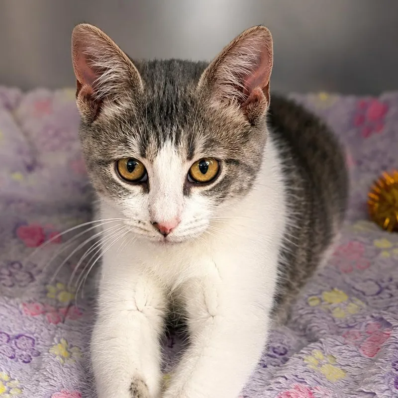 A baby medium-sized female Tabby (Gray / Blue / Silver) Domestic Short Hair cat named Cricket for adoption in Cranston, RI