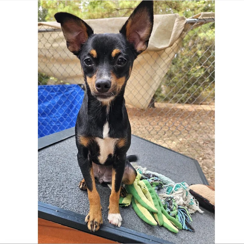 A baby small-sized female Chihuahua dog named Berry for adoption in Uxbridge, MA