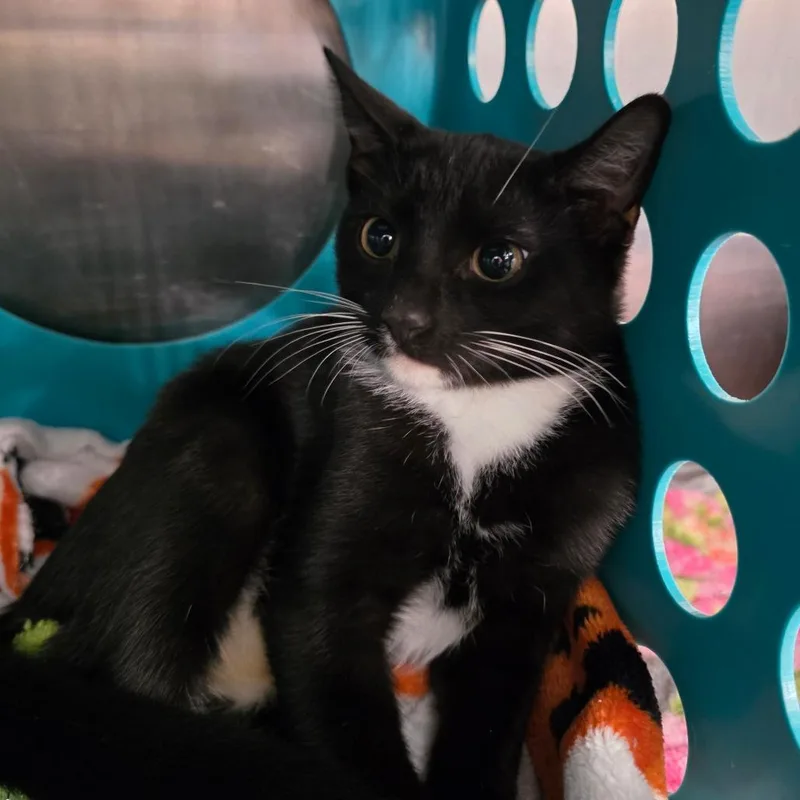 A baby small-sized male Black Domestic Short Hair cat named Jaspurr for adoption in Williston, FL