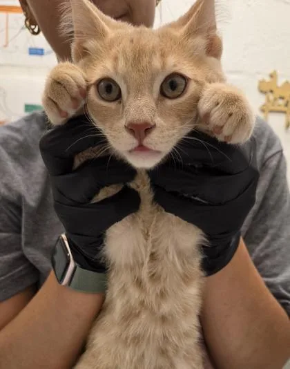 A young small-sized male Domestic Short Hair cat named Hotdog for adoption in Seattle, WA