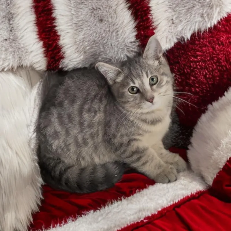 A baby small-sized male Domestic Medium Hair cat named Summit  Flurry or for adoption in Miami, FL