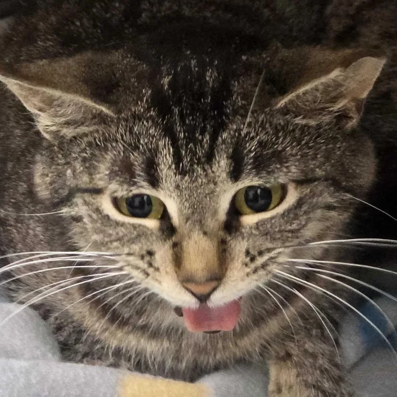 Raspberry
