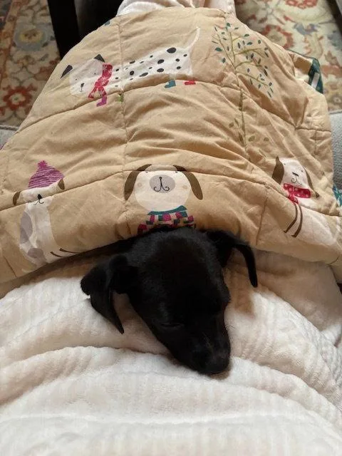 A baby small-sized female Dachshund dog named Bex for adoption in Alpharetta, GA