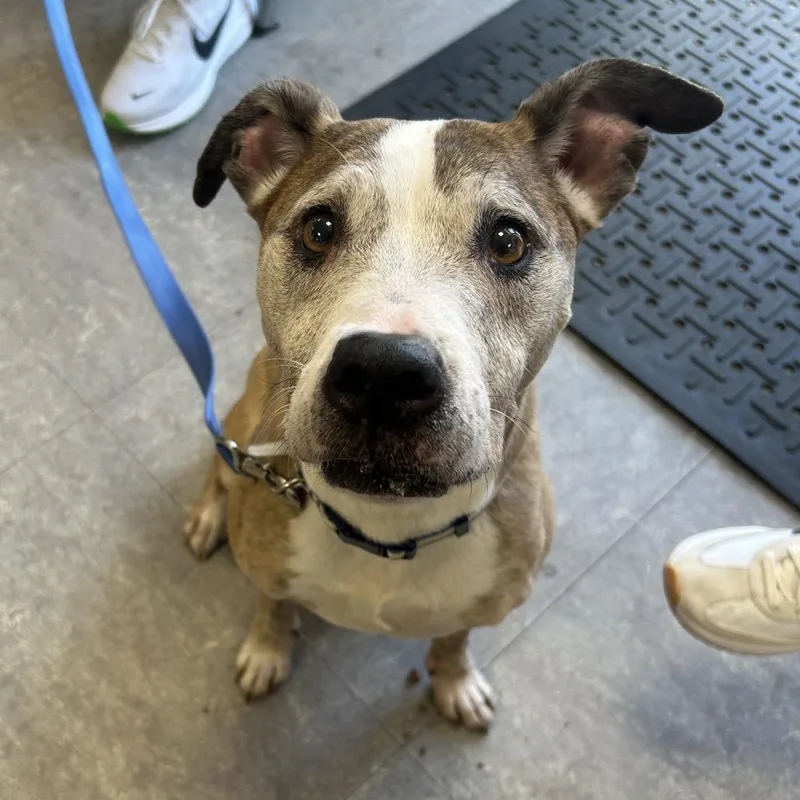 A senior medium-sized female Brown / Chocolate Mixed Breed dog named Freya for adoption in Philadelphia, PA