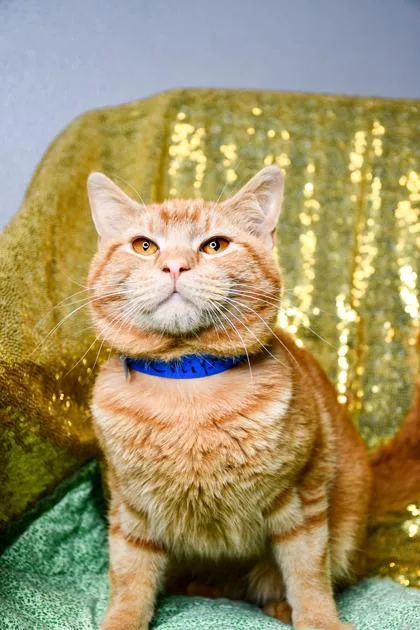 An adult small-sized male Domestic Short Hair cat named Chips for adoption in Yakima, WA