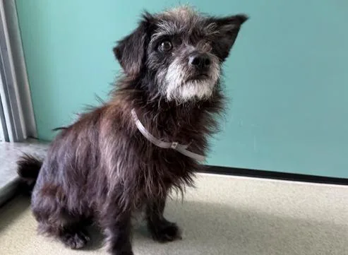 A young small-sized male Gray / Blue / Silver Cairn Terrier dog named Captain for adoption in San Clemente, CA