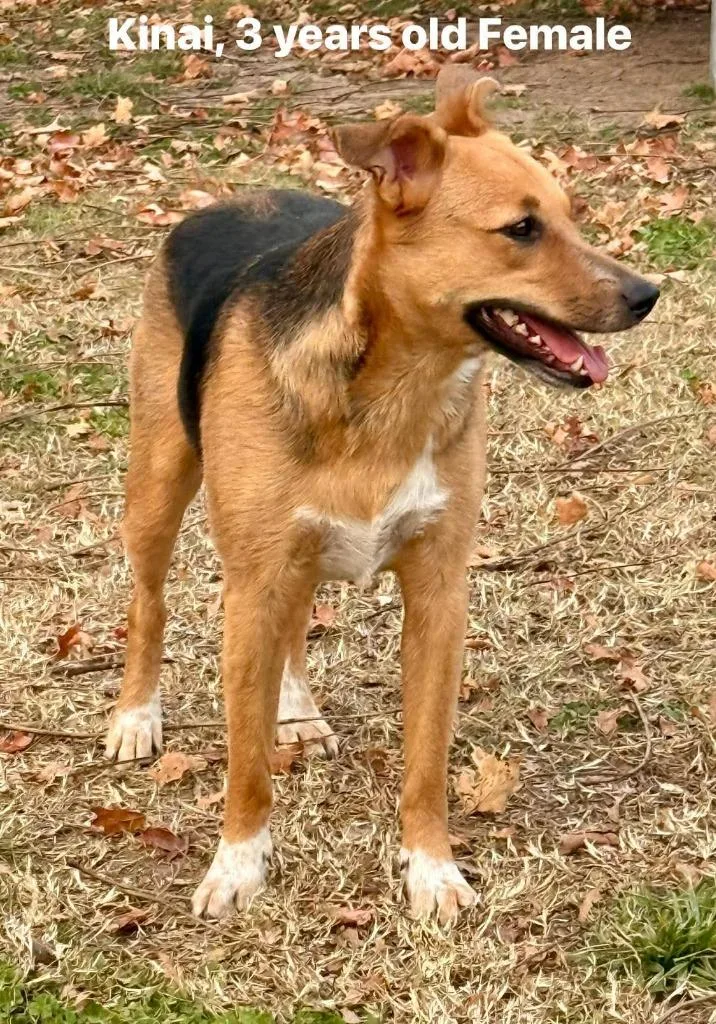 A young large-sized female Hound dog named Kenai for adoption in Neosho, MO