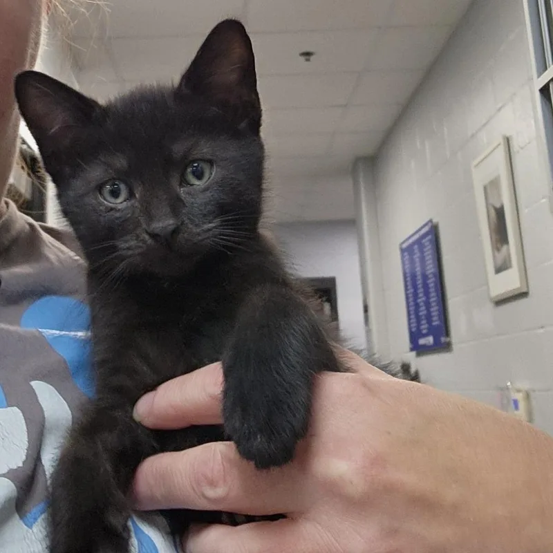 A baby small-sized male Black Domestic Short Hair cat named Lynesse for adoption in Grand Rapids, MI