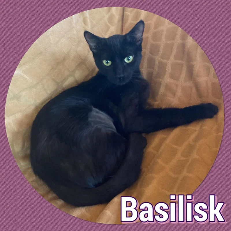 A young medium-sized female Black Domestic Short Hair cat named Basilisk for adoption in Tucson, AZ