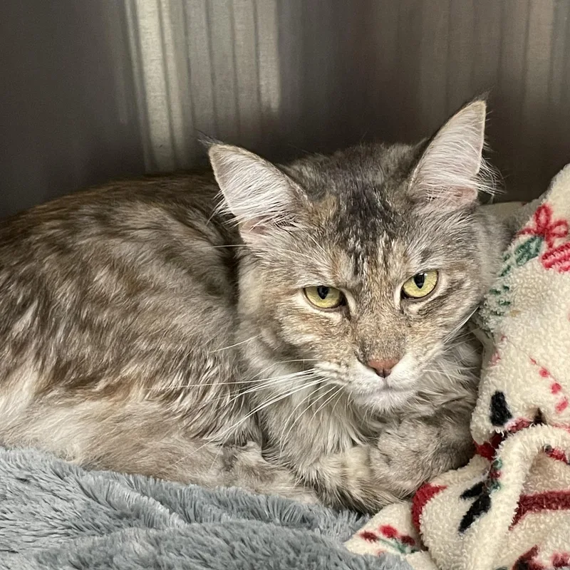 A baby medium-sized female Gray & White Maine Coon cat named Chai for adoption in North Kingstown, RI