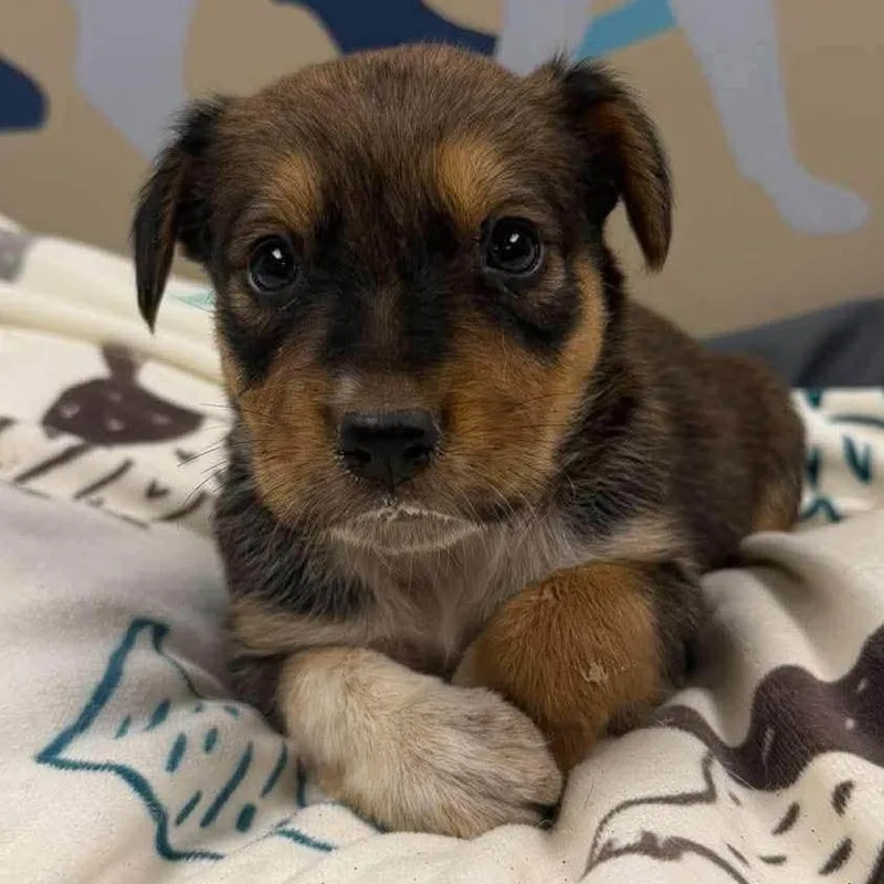 A baby medium-sized female Shepherd dog named Willamina for adoption in Alexandria, VA