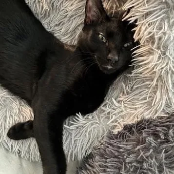 A baby small-sized male Black Domestic Short Hair cat named Rocket for adoption in Nashville, TN