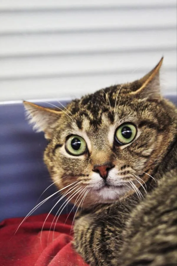 An adult small-sized male Domestic Short Hair cat named Raccoon for adoption in Indiana, PA