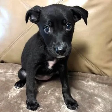 A baby medium-sized female Black Shepherd dog named Ally for adoption in Overland Park, KS