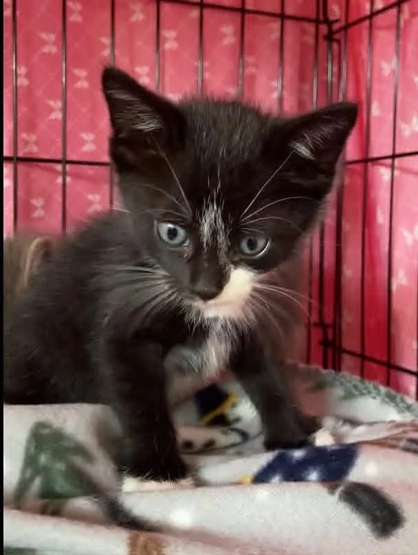 A young medium-sized male Black & White / Tuxedo Domestic Short Hair cat named Tennessee for adoption in Dalzell, IL