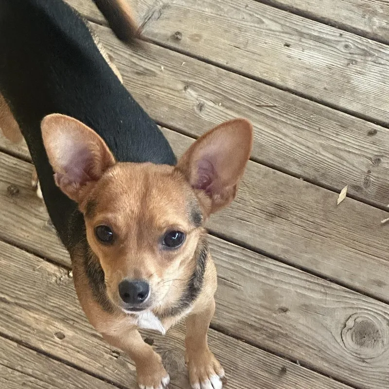 A young small-sized male Apricot / Beige Chihuahua dog named Toby for adoption in Birmingham, AL