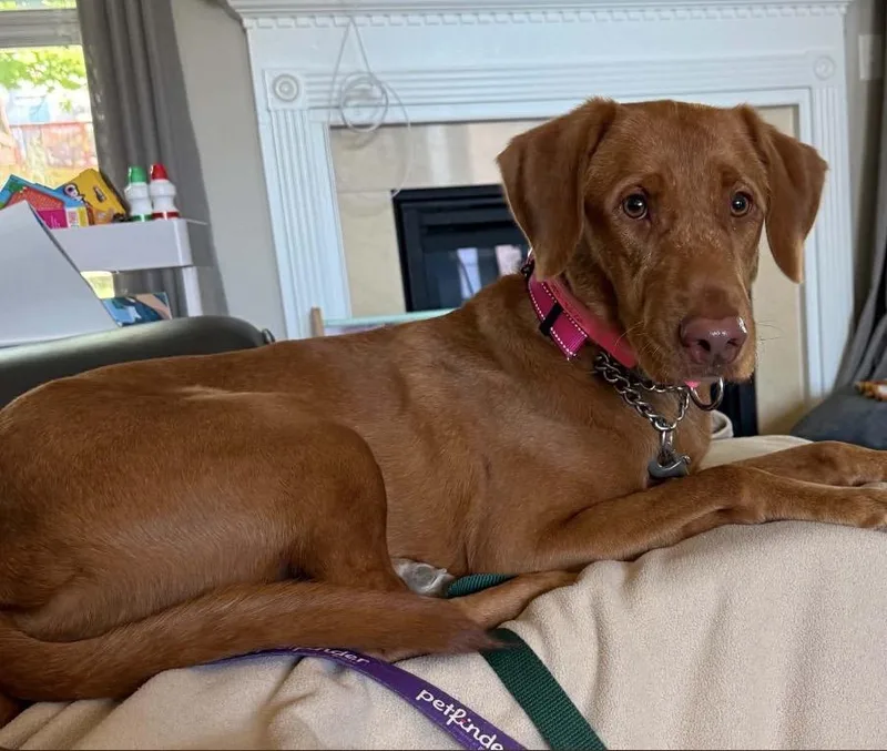 A young large-sized female Red / Chestnut / Orange Mixed Breed dog named Bailey for adoption in Maineville, OH