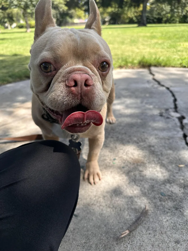 An adult small-sized male French Bulldog dog named Ken for adoption in modesto, CA