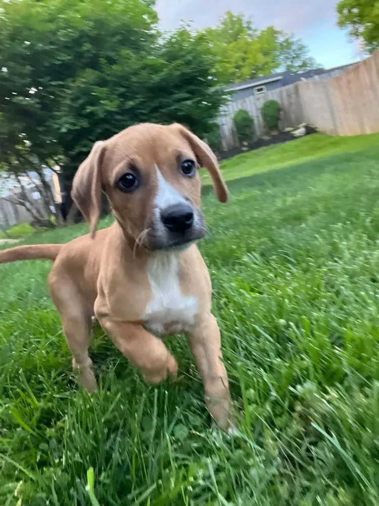 A baby medium-sized male White / Cream Beagle dog named Mocking Bird : Boo for adoption in Aurora, IN